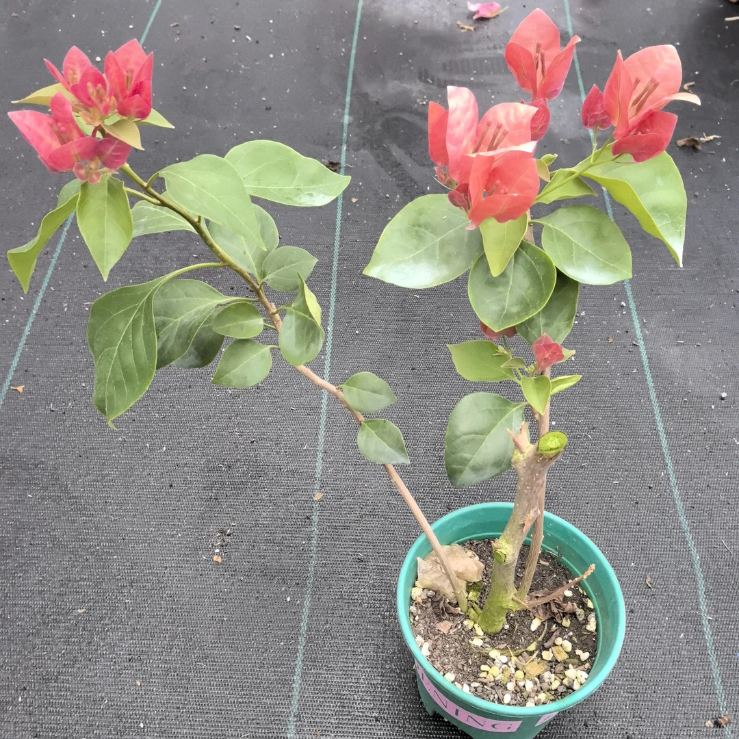 三角梅福利品（一物一拍）