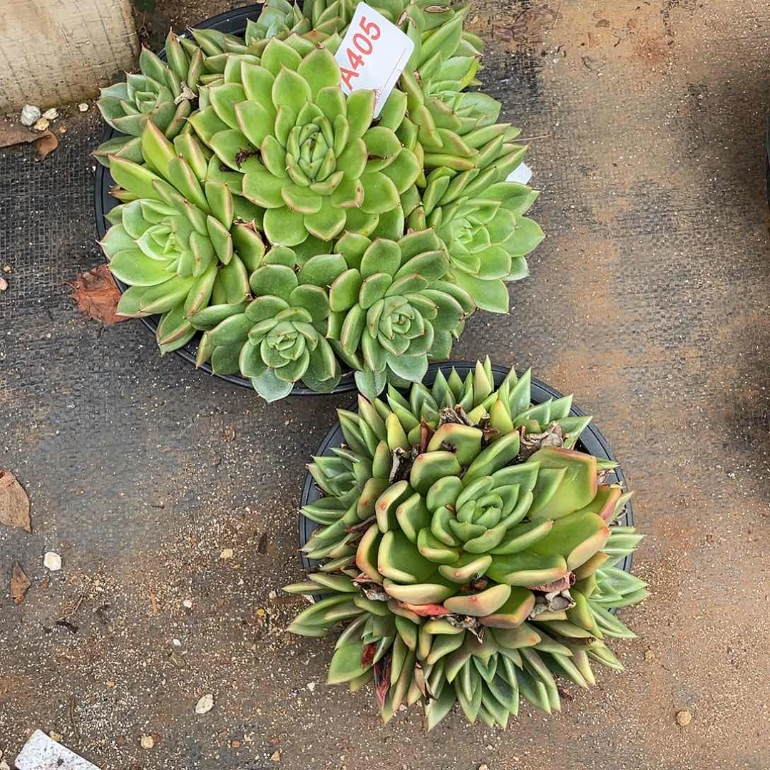 若如东云组拍A405
