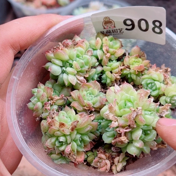 多肉植物多肉植物