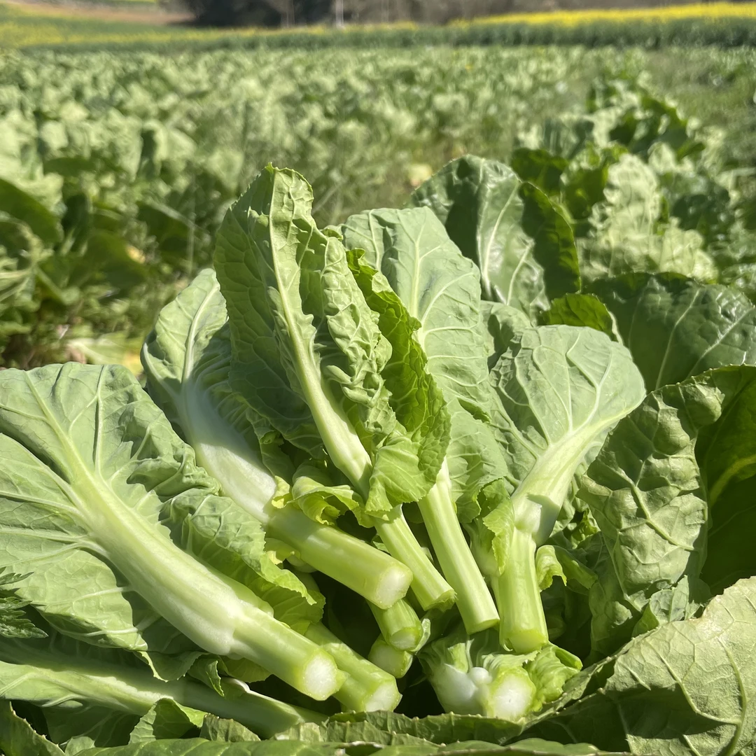湖北恩施高山白菜苔露天霜打新鲜应季鲜甜可口现摘现发营养健康