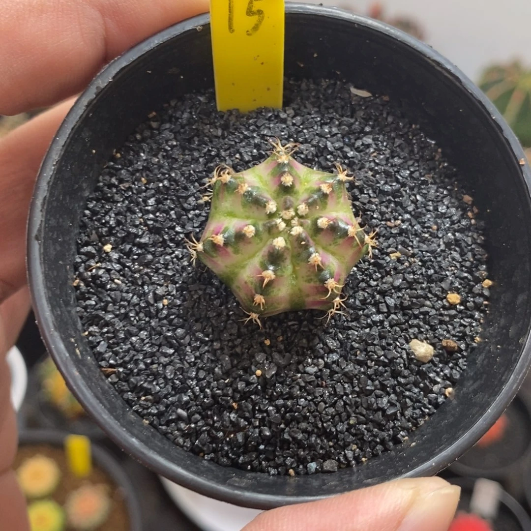 海神—带盆土发货41