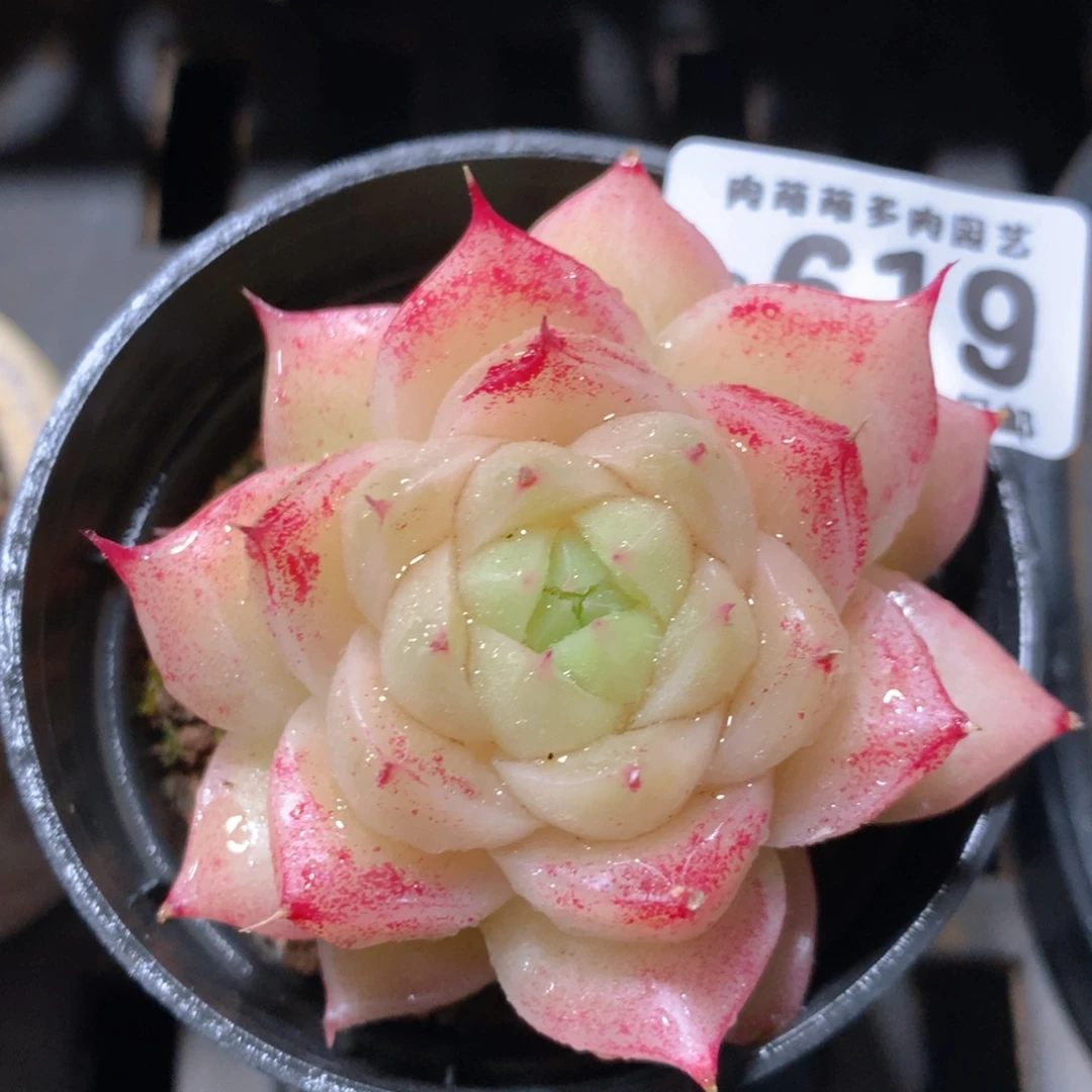5CM拇指盆精控多肉ZO619