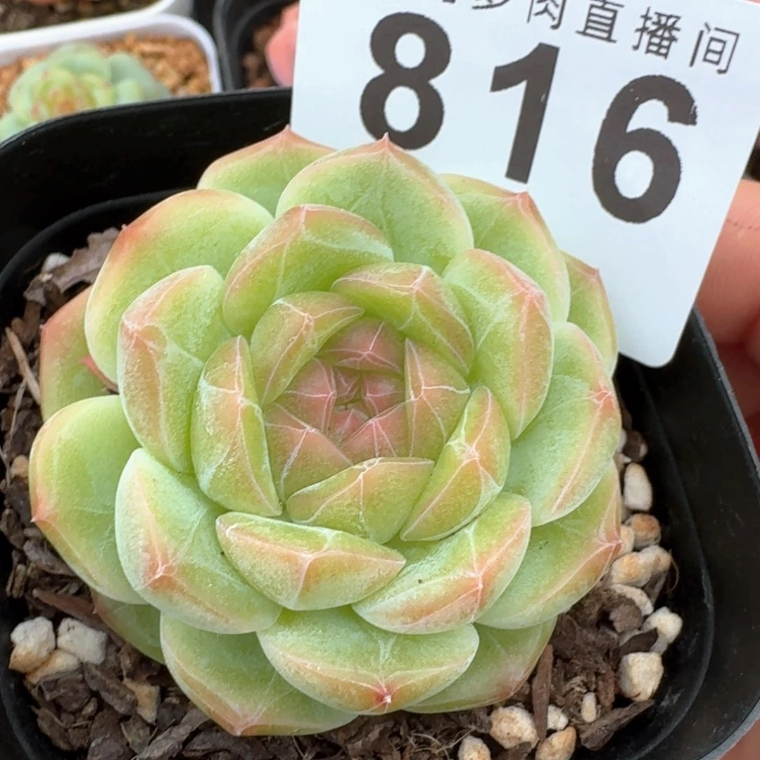 珍妮彩体            精美多肉植物