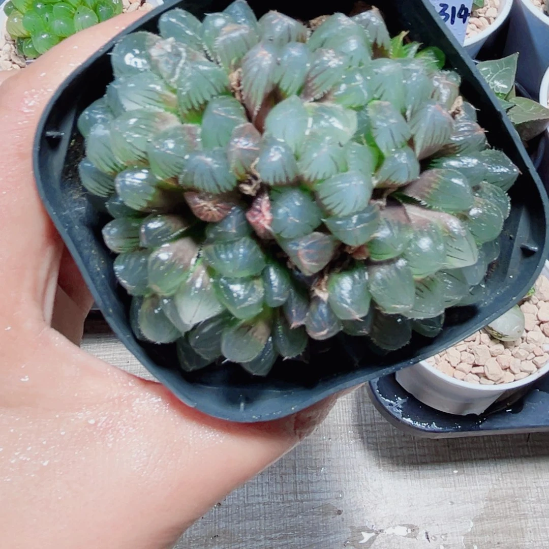 蓝镜群多肉植物666