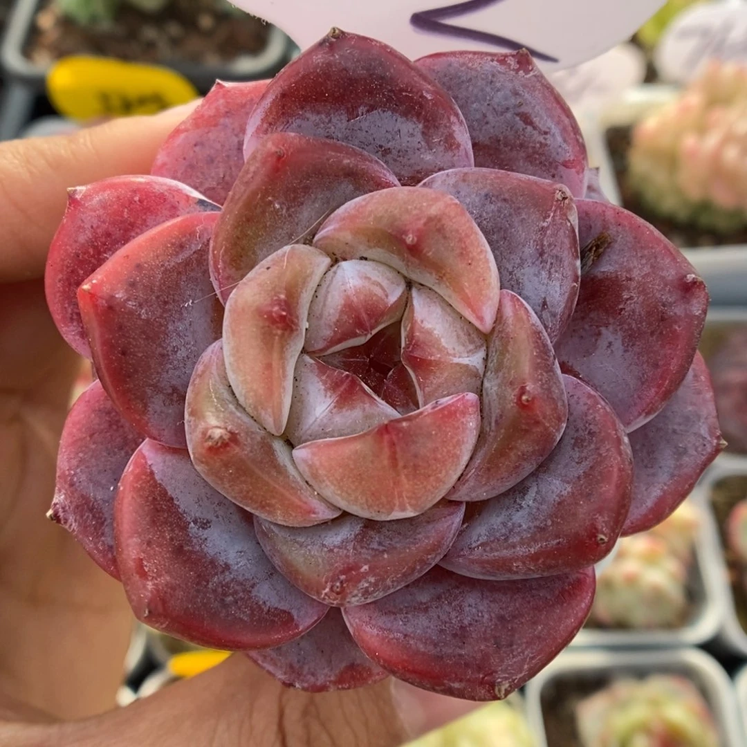 钻心珍妮可拍802号。