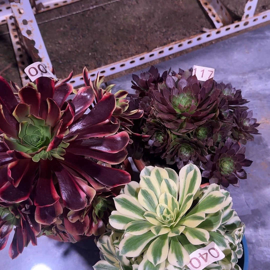 多肉植物福利3棵002117040