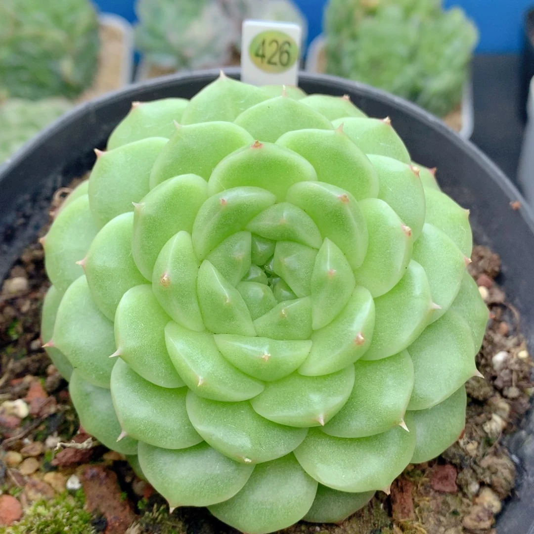 58包邮  群生不包整426