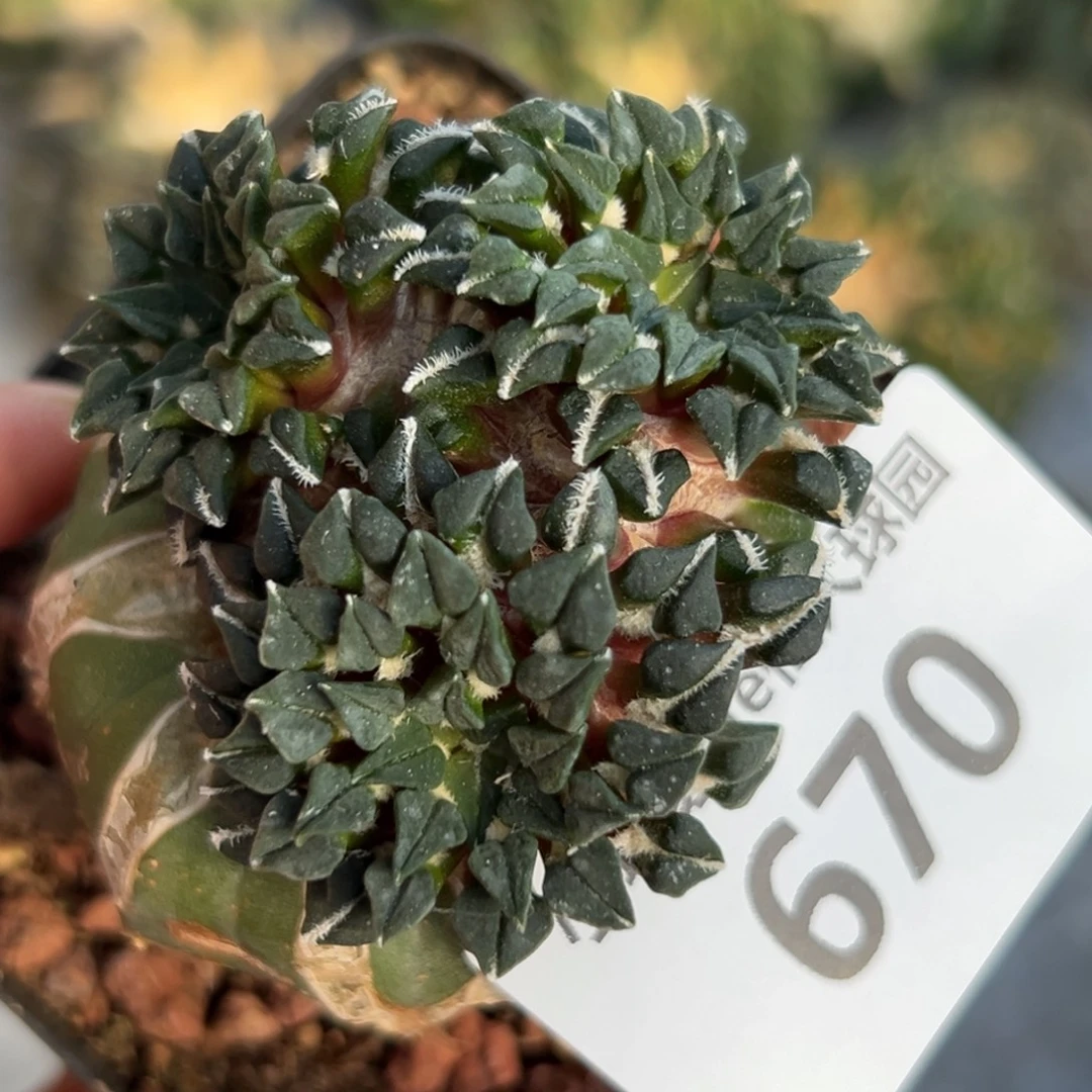 670 仙人球的比赛将