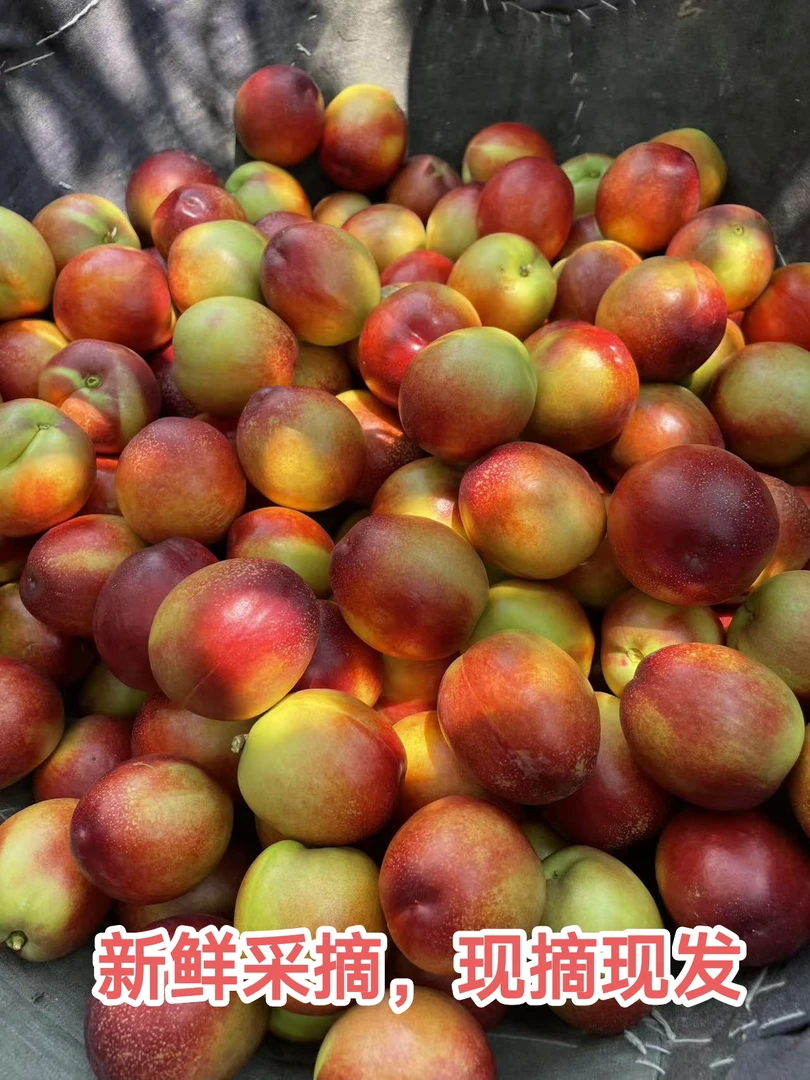 河南正宗黄心大油桃现摘现发脆甜多汁