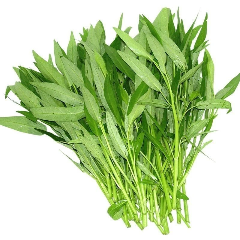 泰国空心菜(柳叶空心菜)