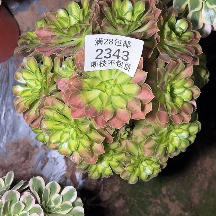 2343韶华多肉植物