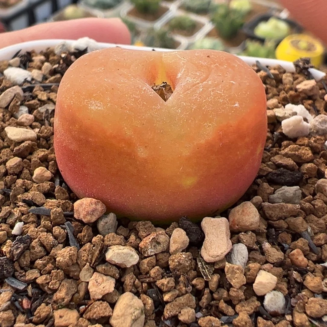 水蜜桃多肉植物盆栽栽培