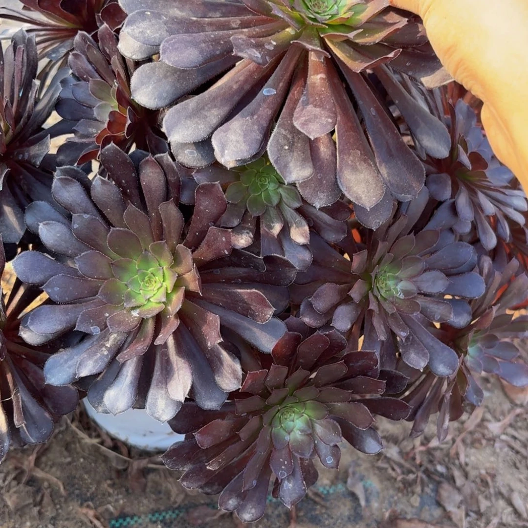 231多肉植物捧花的