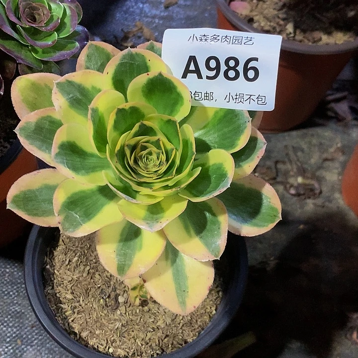 呆*?986燕姿不包生死