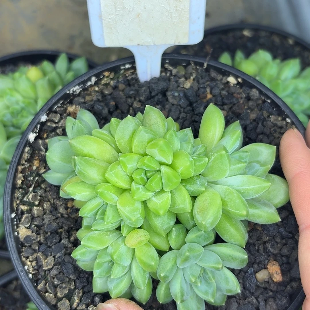 雨花石1234567891011111