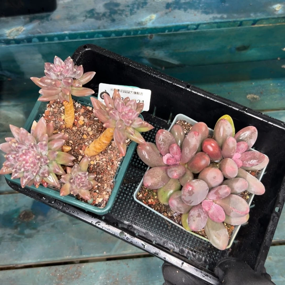 多肉一物一拍0120-231