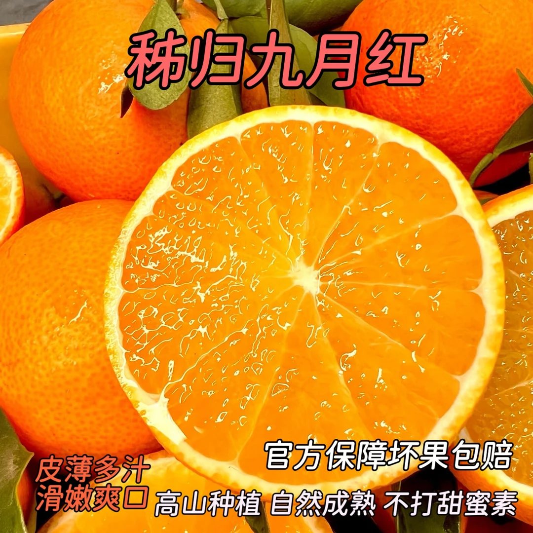 秭归九月红橙子果冻橙脐橙爆汁当季水果10斤产地直发皮薄爆汁化渣