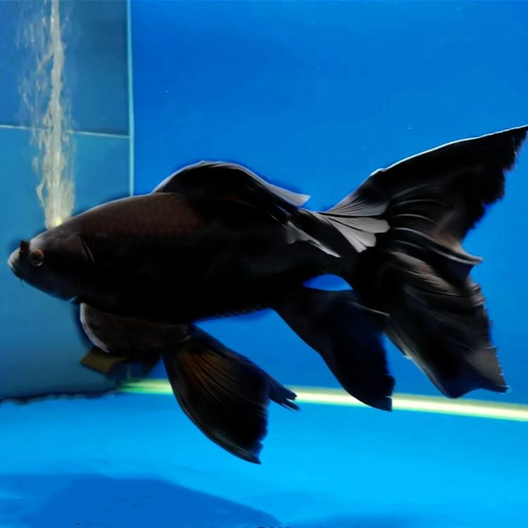 20公分黑蝴蝶鲤改价链接(录制完整开箱视频开叉瑕疵无法售后)