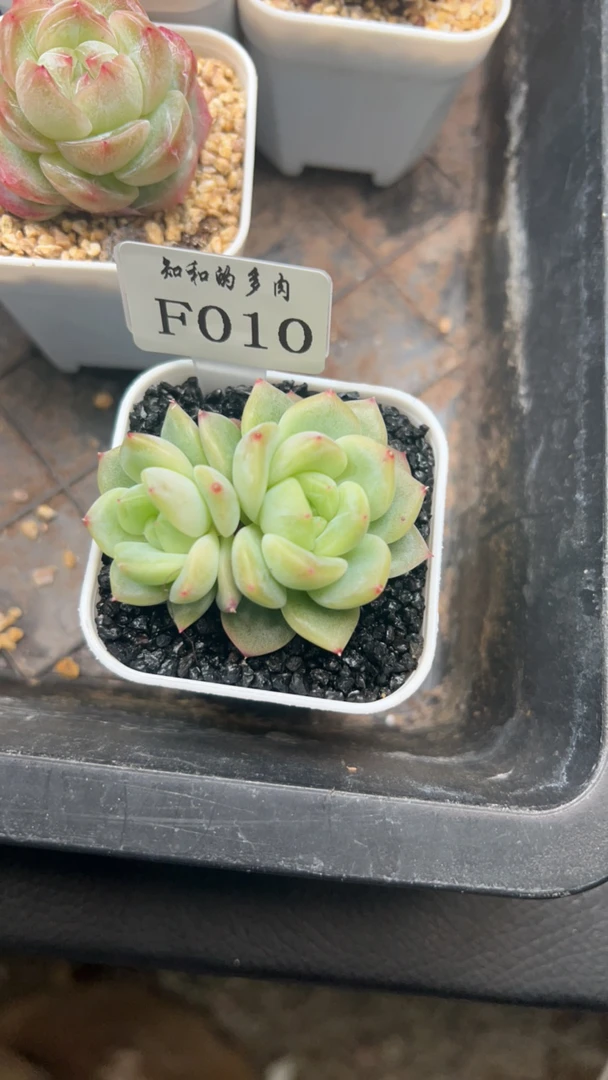 知和的多肉F010专拍链接