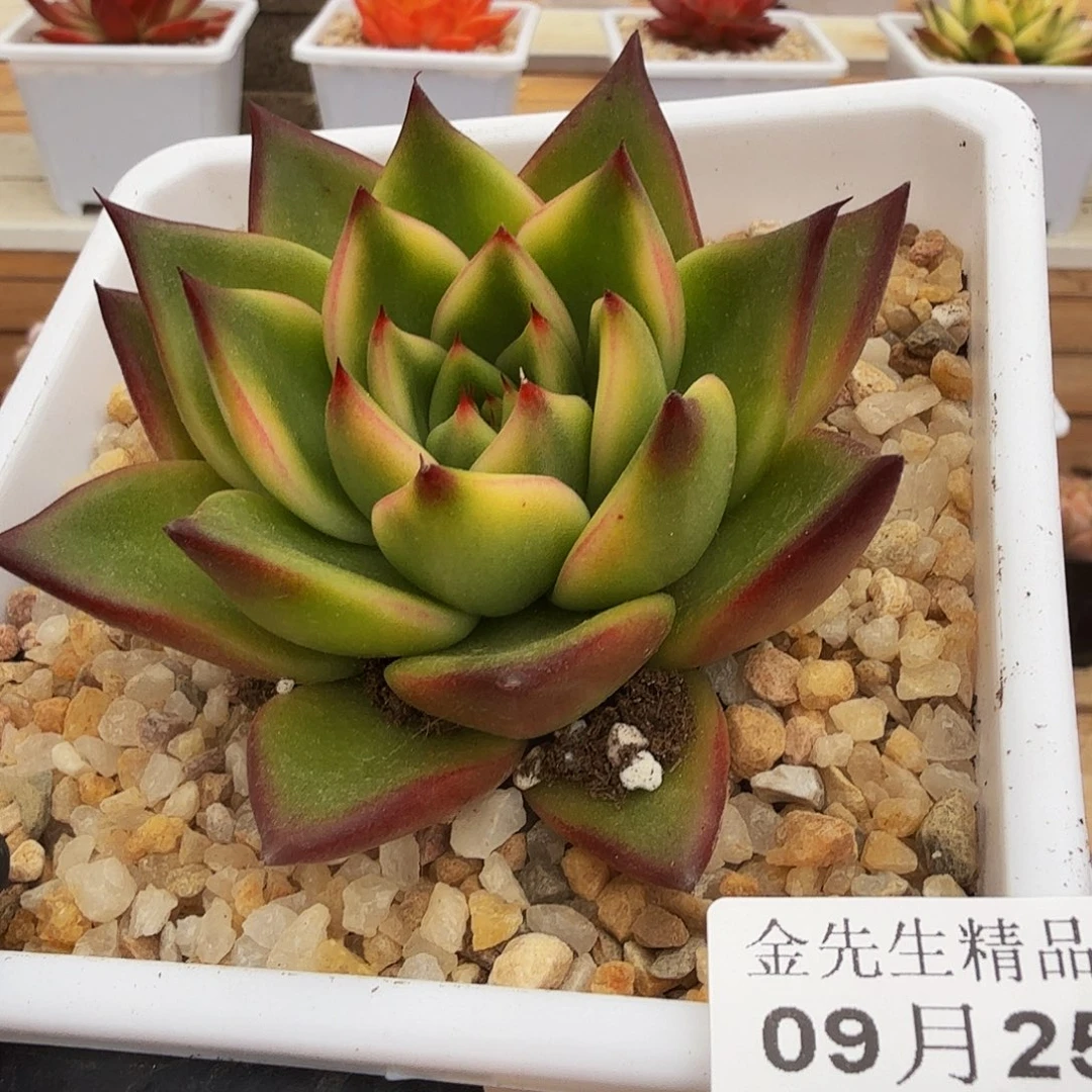 0925-93黑塔锦单头