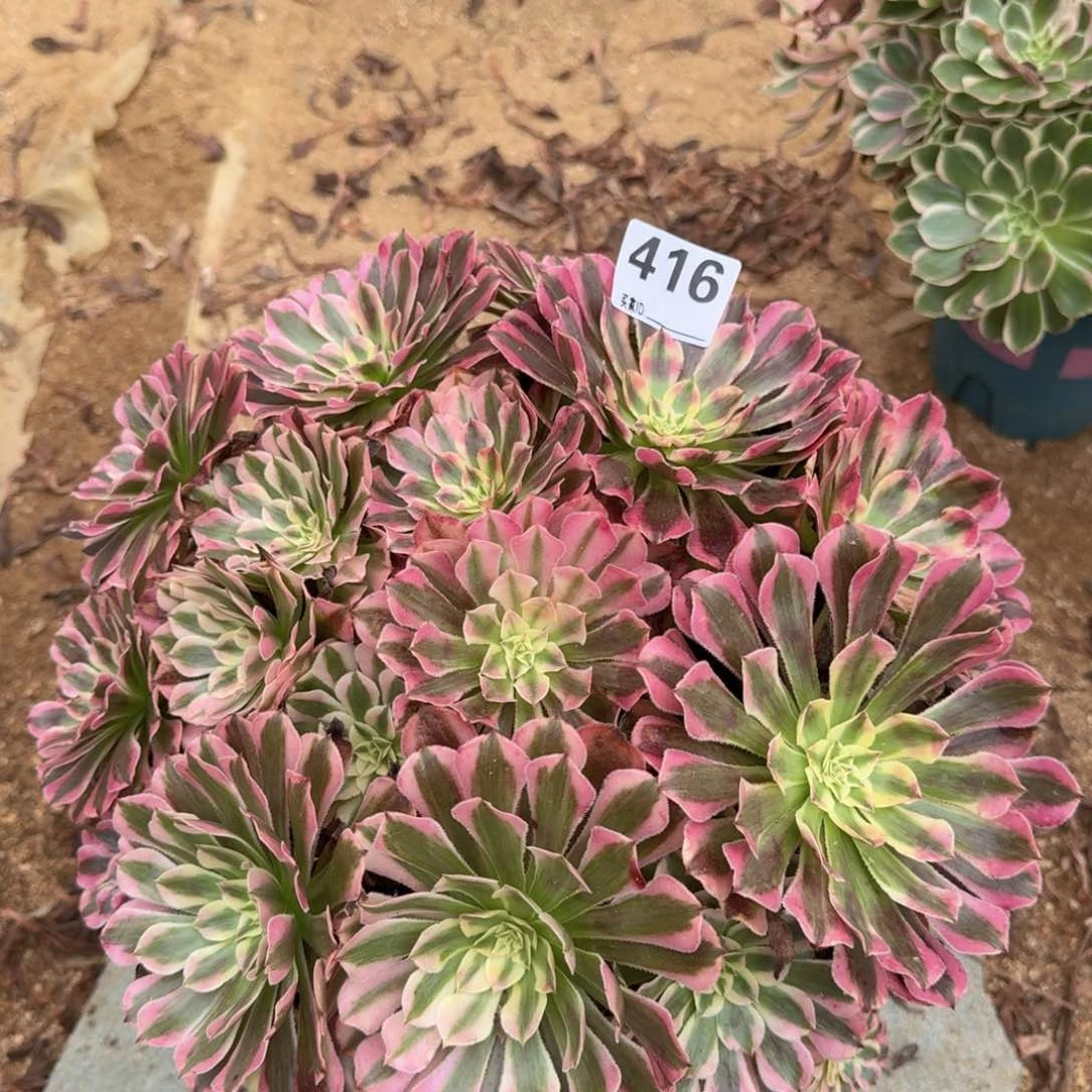 416红铜多肉植物