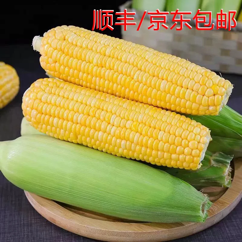 贵州湄潭新鲜现摘玉米农家自种甜脆爆浆顺丰京东包邮