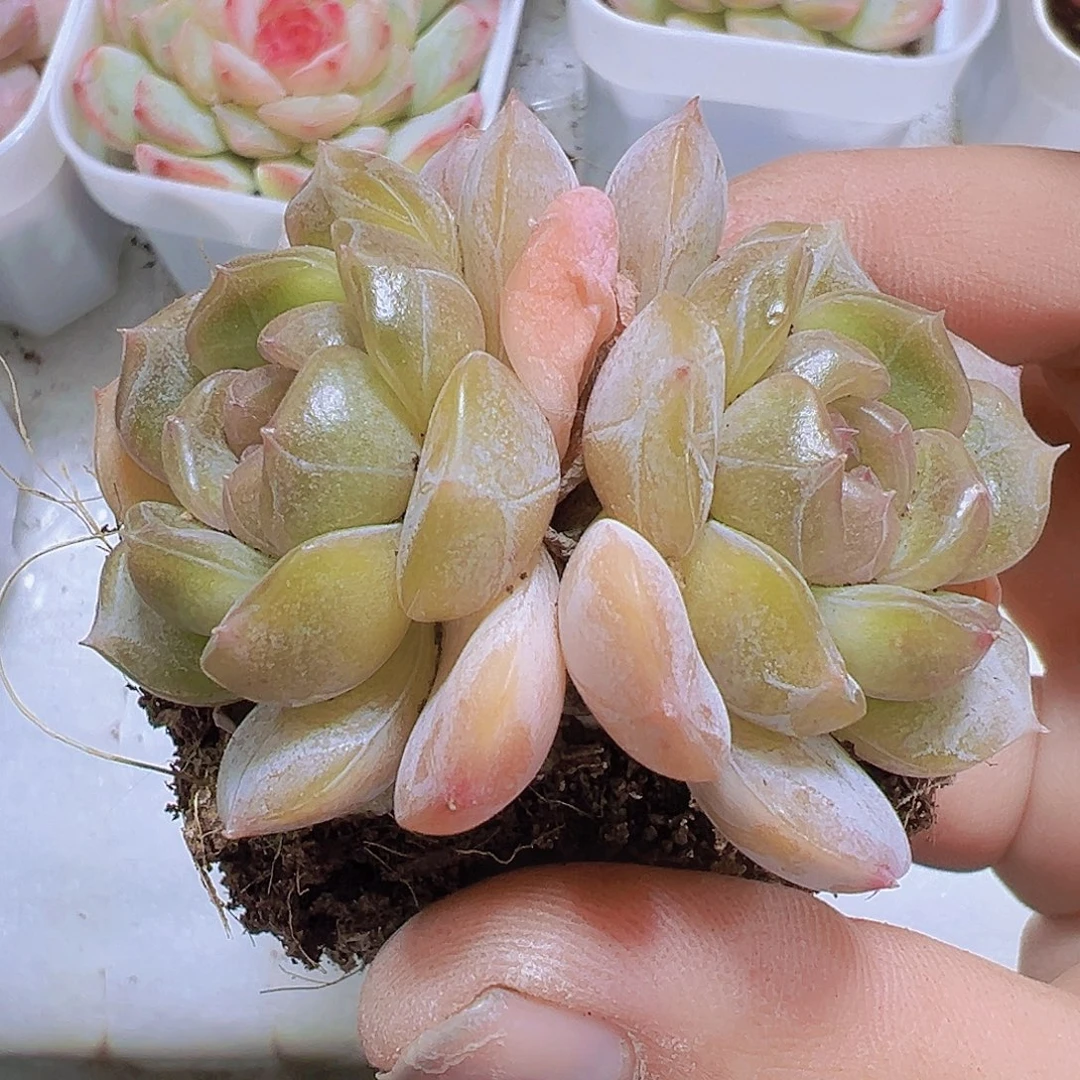 双头精品白恋老桩19包邮