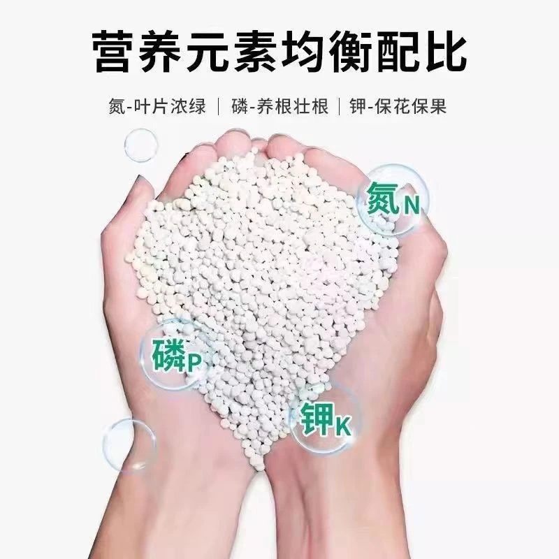 蓝雪花盆栽开花长苗花肥