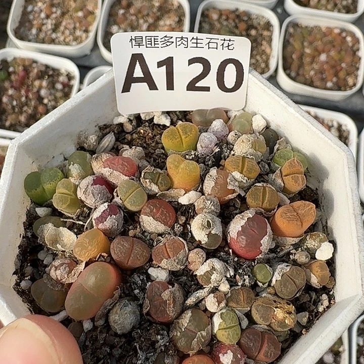 120多肉植物多肉植物