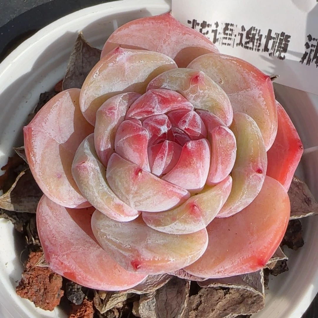 花语逸境0222-41