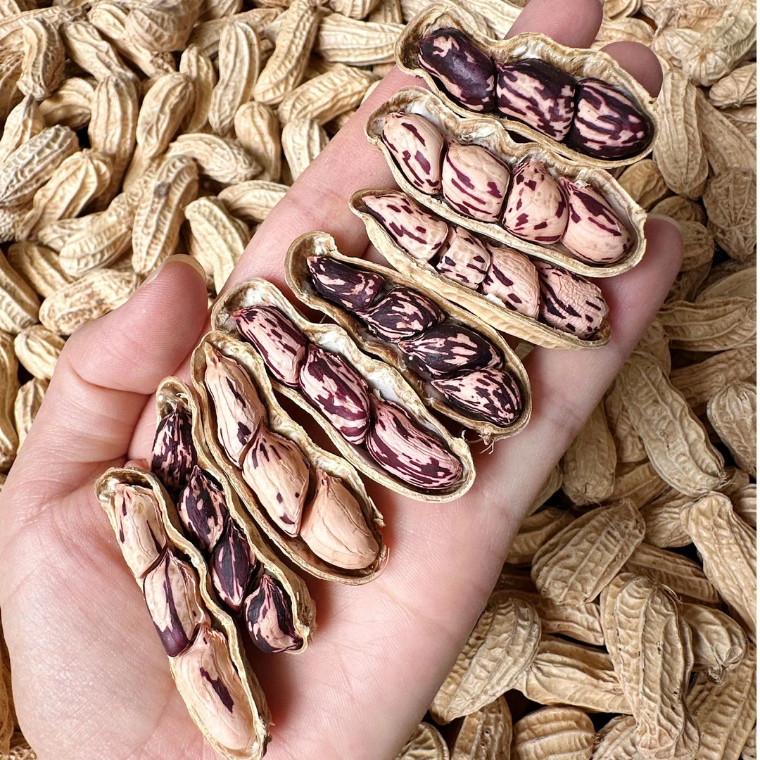 云南七彩花生 自然晒干带壳 生花生 休闲坚果零食