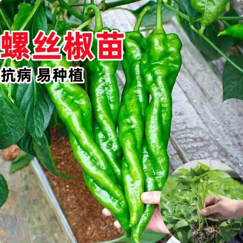 高产辣椒秧苗带土薄皮椒长线椒苗螺丝椒苗朝天椒苗牛角椒户外种植