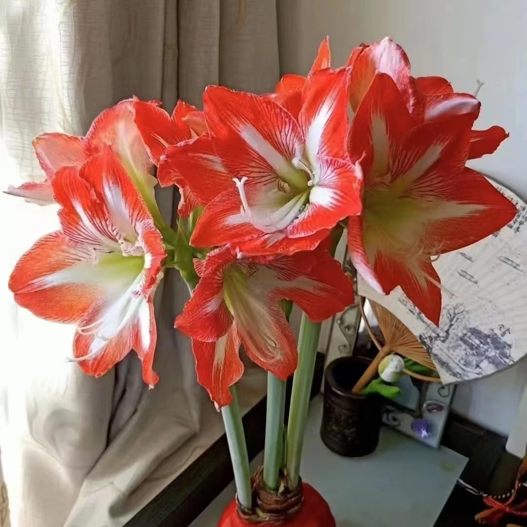 【方德】1个红白花朱顶红蜡球 室内盆栽花卉绿植两单发顺丰或京东