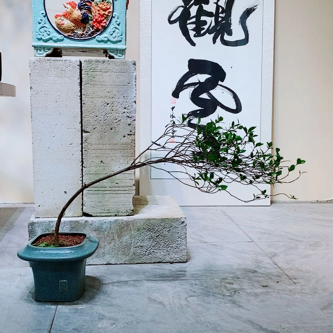 海岛栀子花一物一拍