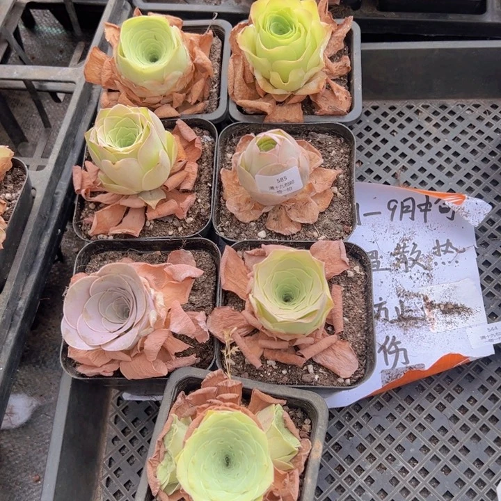 585 裸根不带土发货不包损
