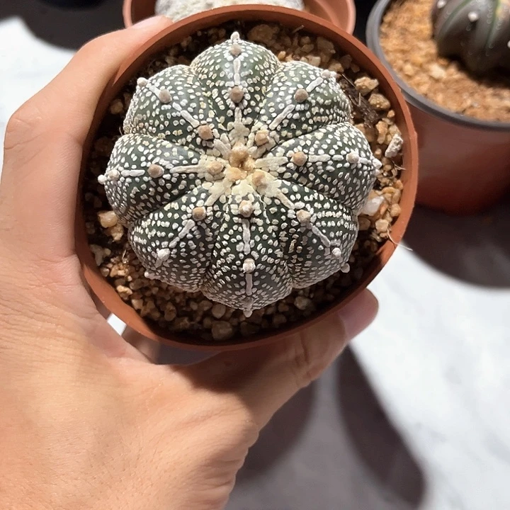 金毛昭和南瓜体一物一拍