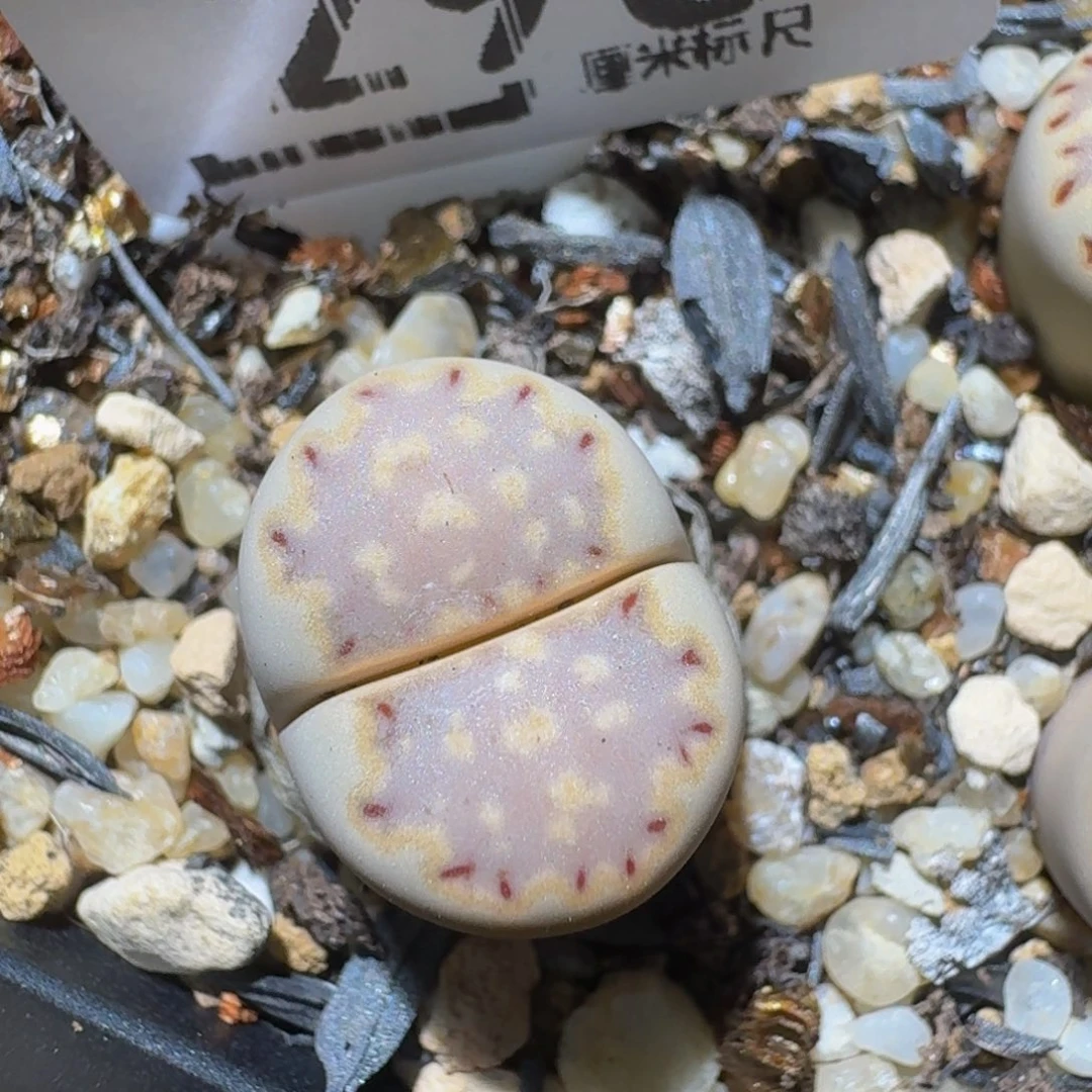 Zzzzzz精品生石花296