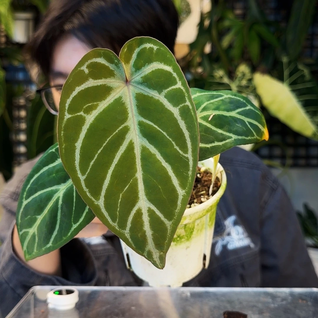 不开花植物H71 银色骑士杂紫水晶