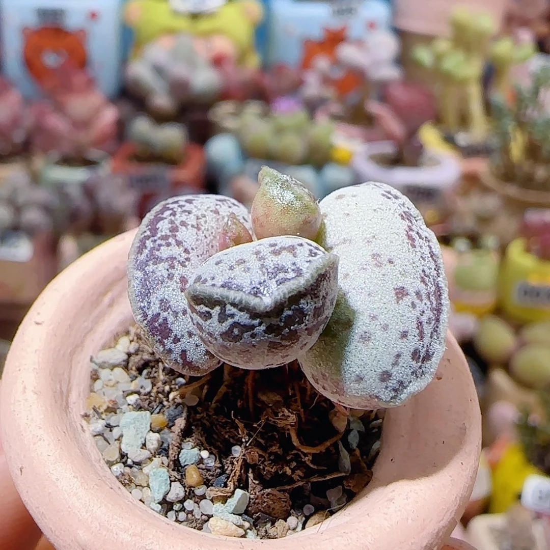 T变异猫耳海豹盆口2.5cm