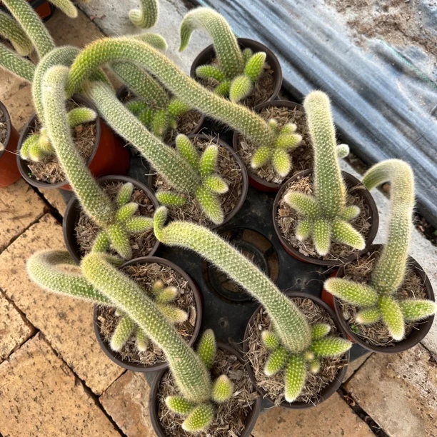 （新疆包邮）白毛九尾狐群生无砍 潜力大 小头多