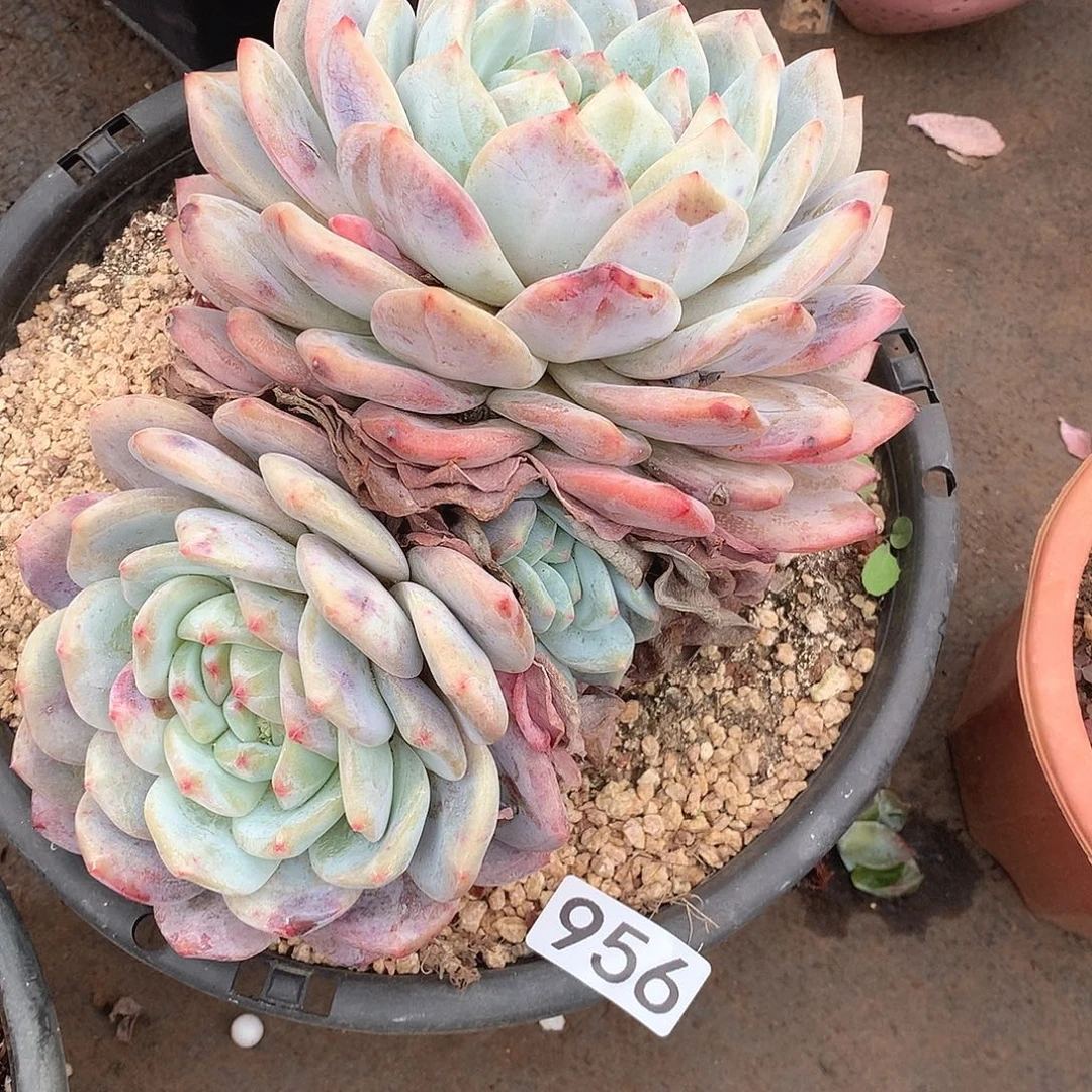 956橙子 一物一拍多肉