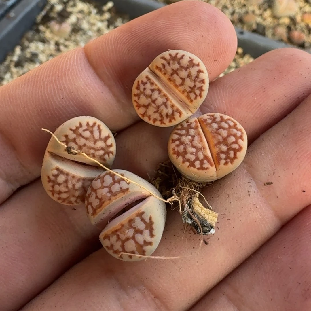 G982细红网纹寿丽二代三年