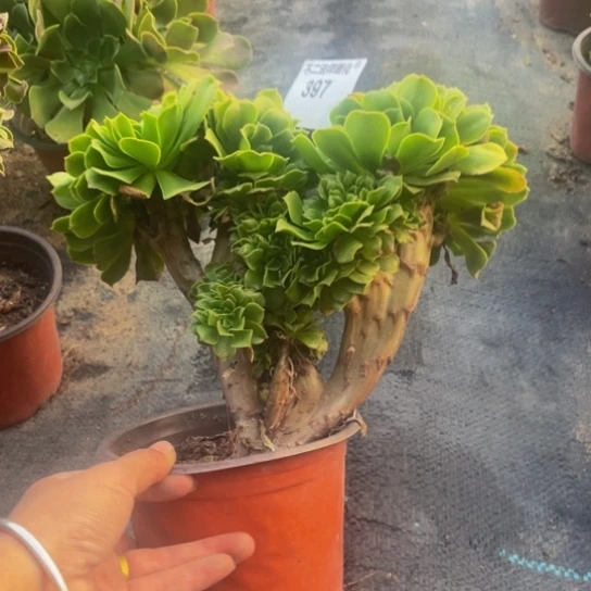 397，不包邮绿羊绒缀