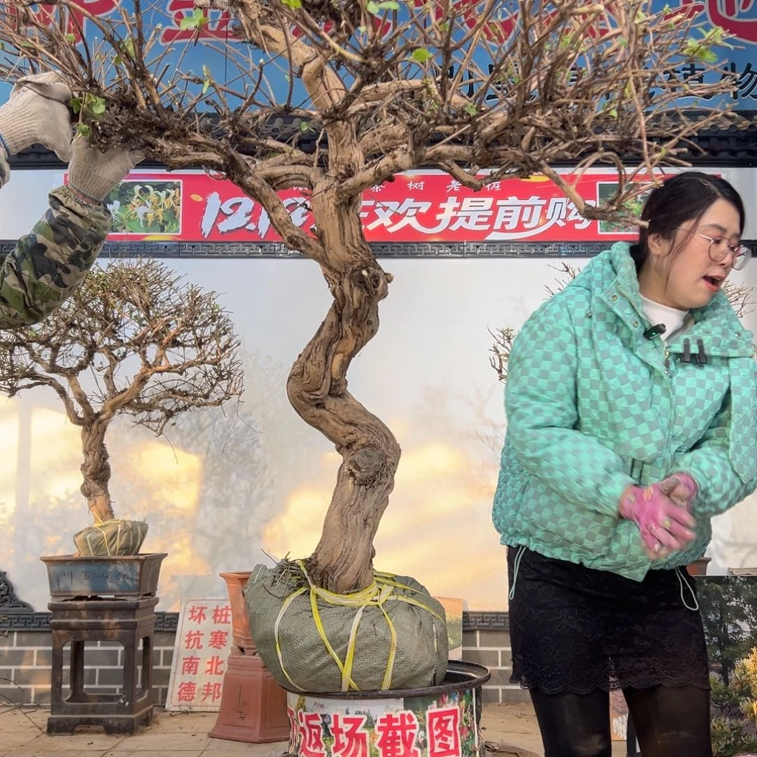 无花朵金银花888888