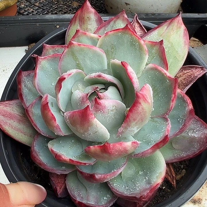 惊鸿惊鸿惊鸿量拍叶展11默认裸根发货