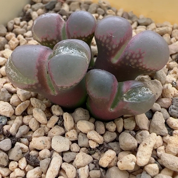 多肉植物优选母本55号