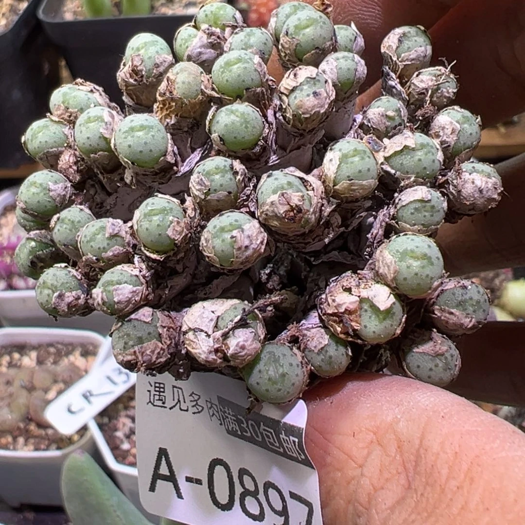 多肉植物111111111111111