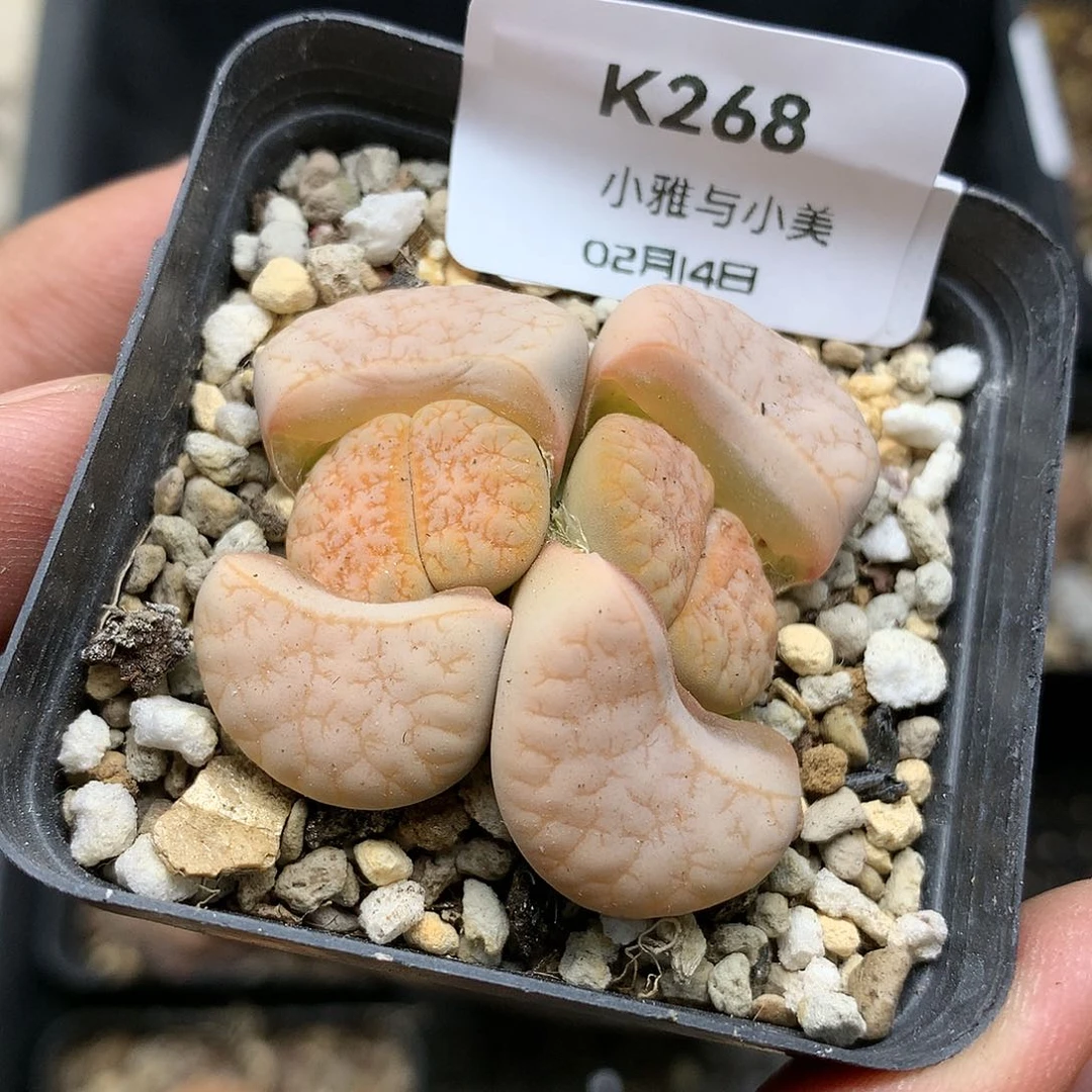 K268多肉植物保护