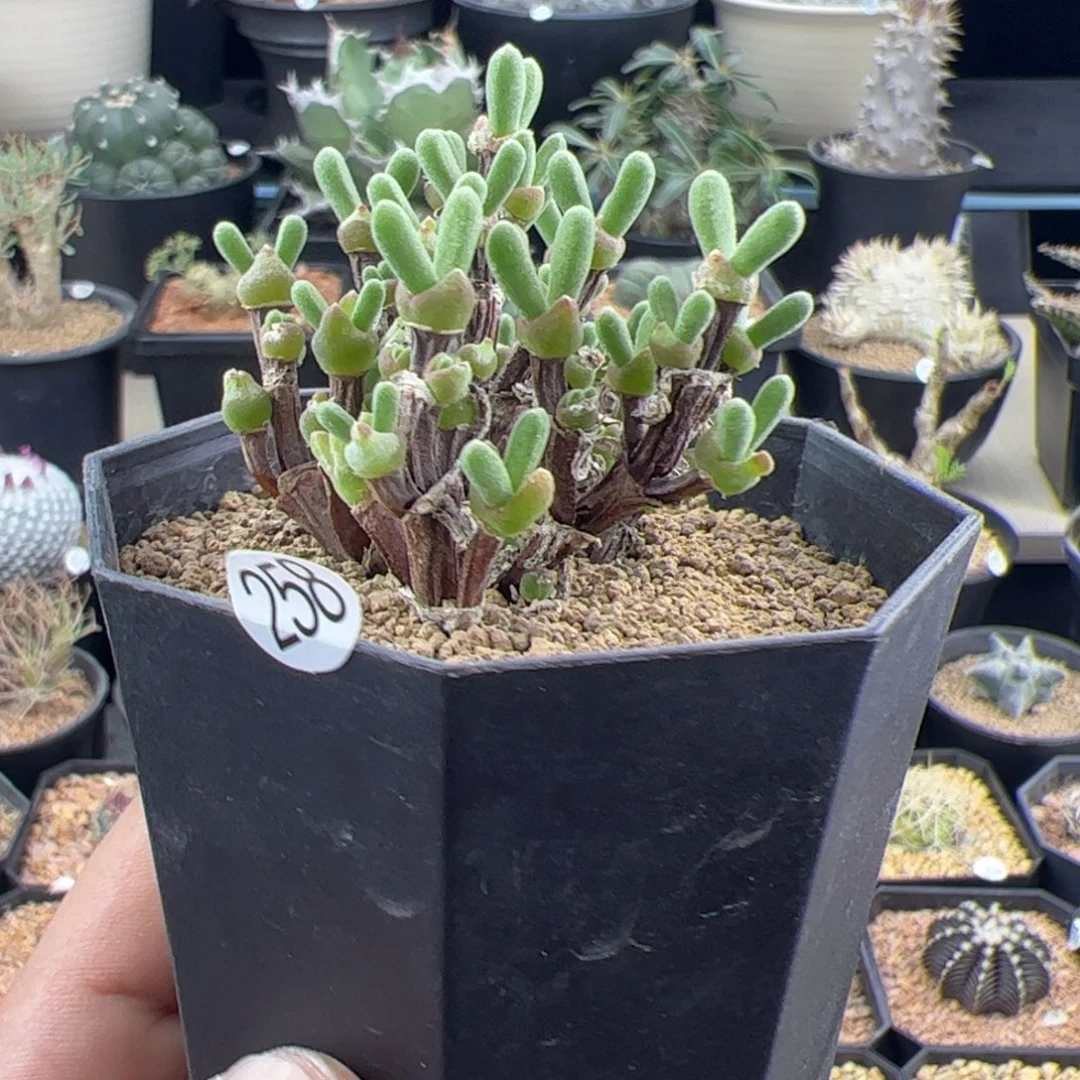 短耳朵小兔子一物一拍258