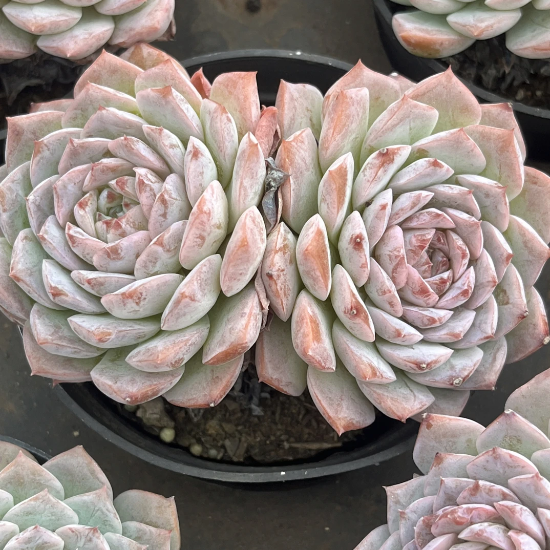 【任意下单即包邮】恩宠多肉植物8厘米，带盆土发